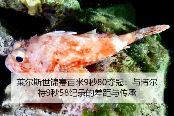 lai-er-si-shi-jin-sai-bai-mi-miao-duo-guan-yu-bo-er-te-miao-ji-lu-de-cha-ju-yu-chuan-cheng-3-431.jpg